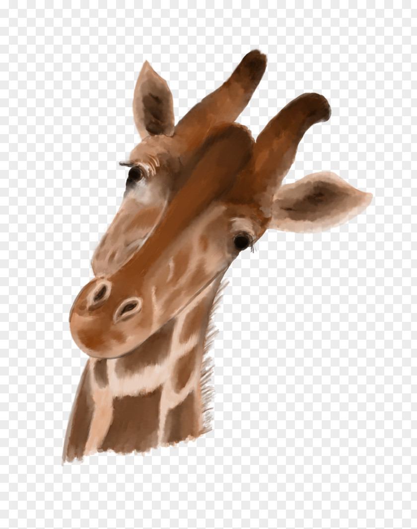 Giraffe Neck Close-up Fur Snout PNG