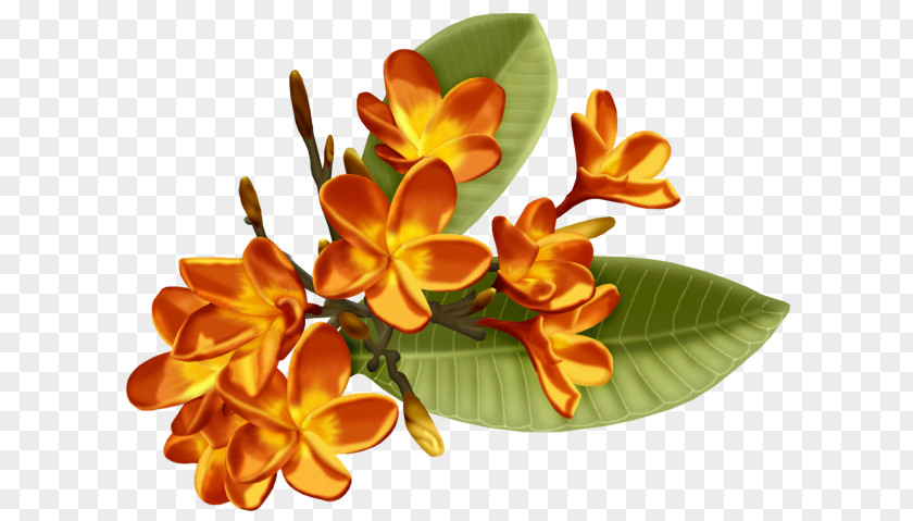 Plumeria Rubra Floral Design Cut Flowers PNG