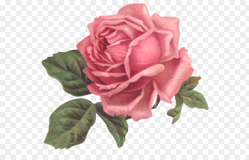Rose Garden Roses Flower Pink Floral Design PNG