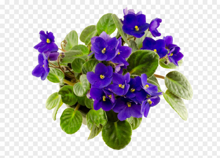 African Violet Photography PNG