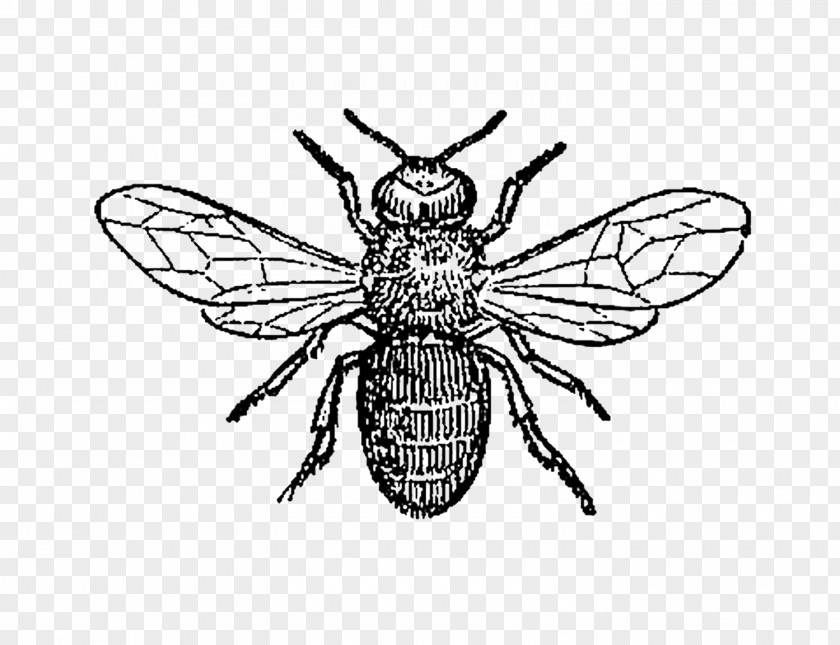 Bee Honey Insect Clip Art Drone PNG