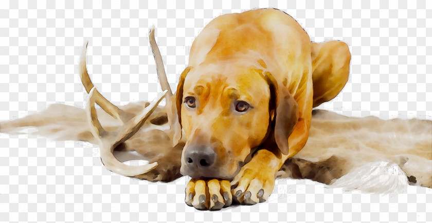 Dog Breed Puppy Companion Snout PNG