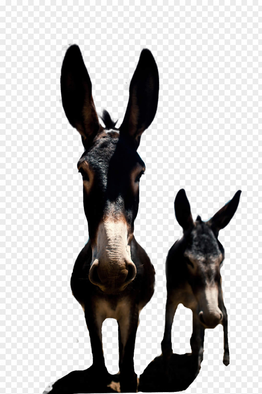 Donkey Picture Material High-definition Television Funny Animal Wallpaper PNG