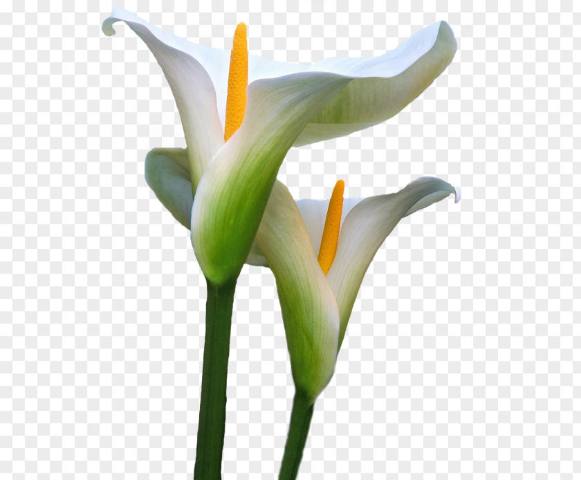 Flower Arum-lily Image PNG