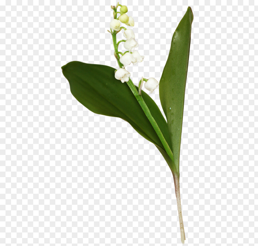 Flower Leaf Plant Stem Clip Art Lily PNG
