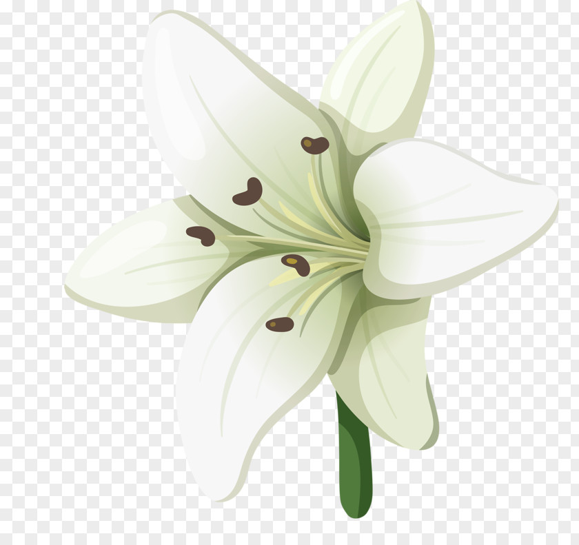 Hand-painted Lily Lilium Adobe Illustrator Euclidean Vector PNG