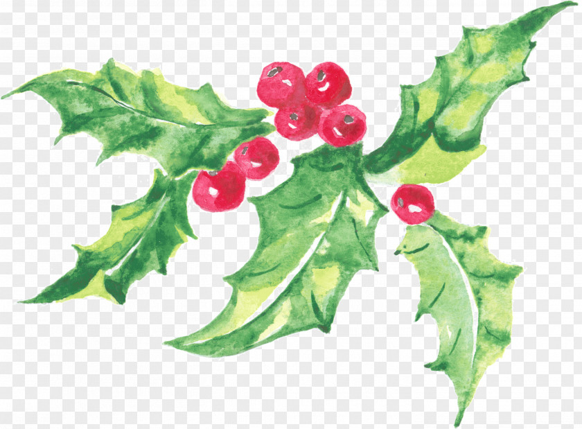 Holly Image Design Watercolor Painting PNG