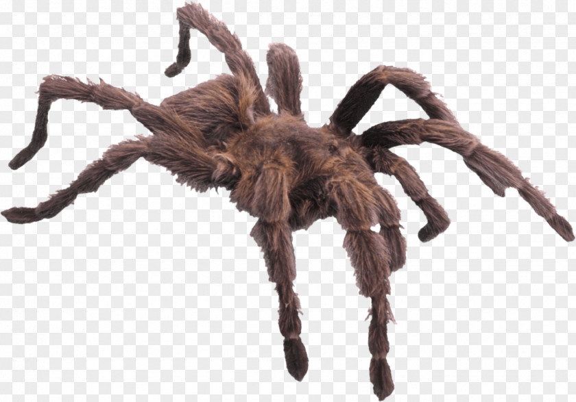 Wild Spider Giant Huntsman Child Kindergarten Minibeast PNG