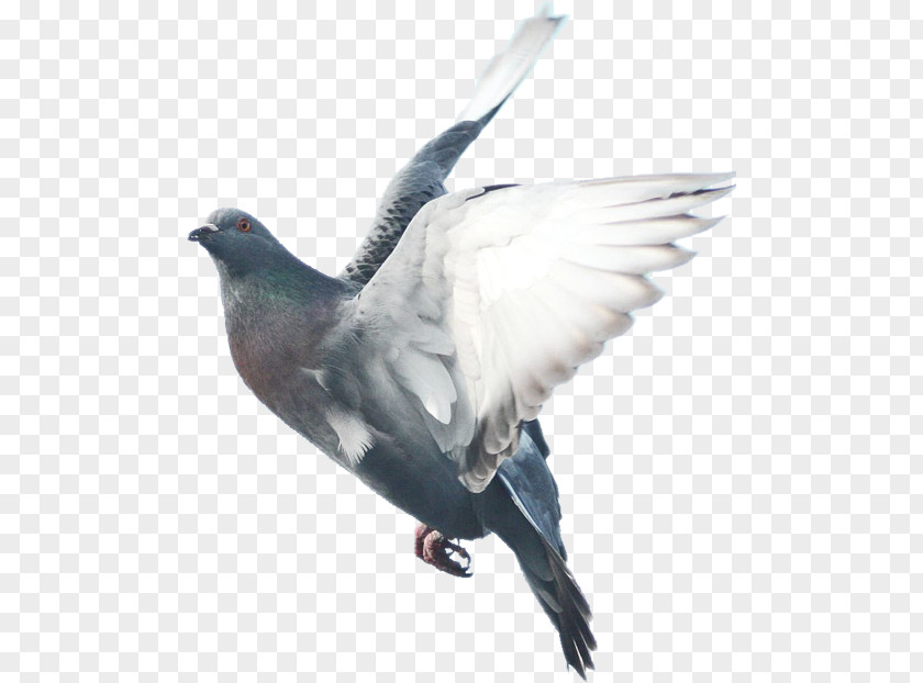 Bird Domestic Pigeon Columbidae Fancy PNG