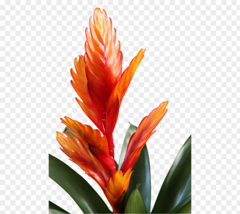 Castilleja Heliconia Drawing Of Family PNG