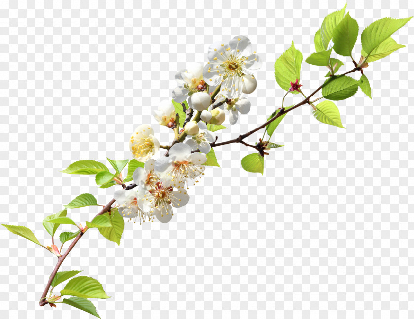 Cherry Blossom Branch Clip Art PNG