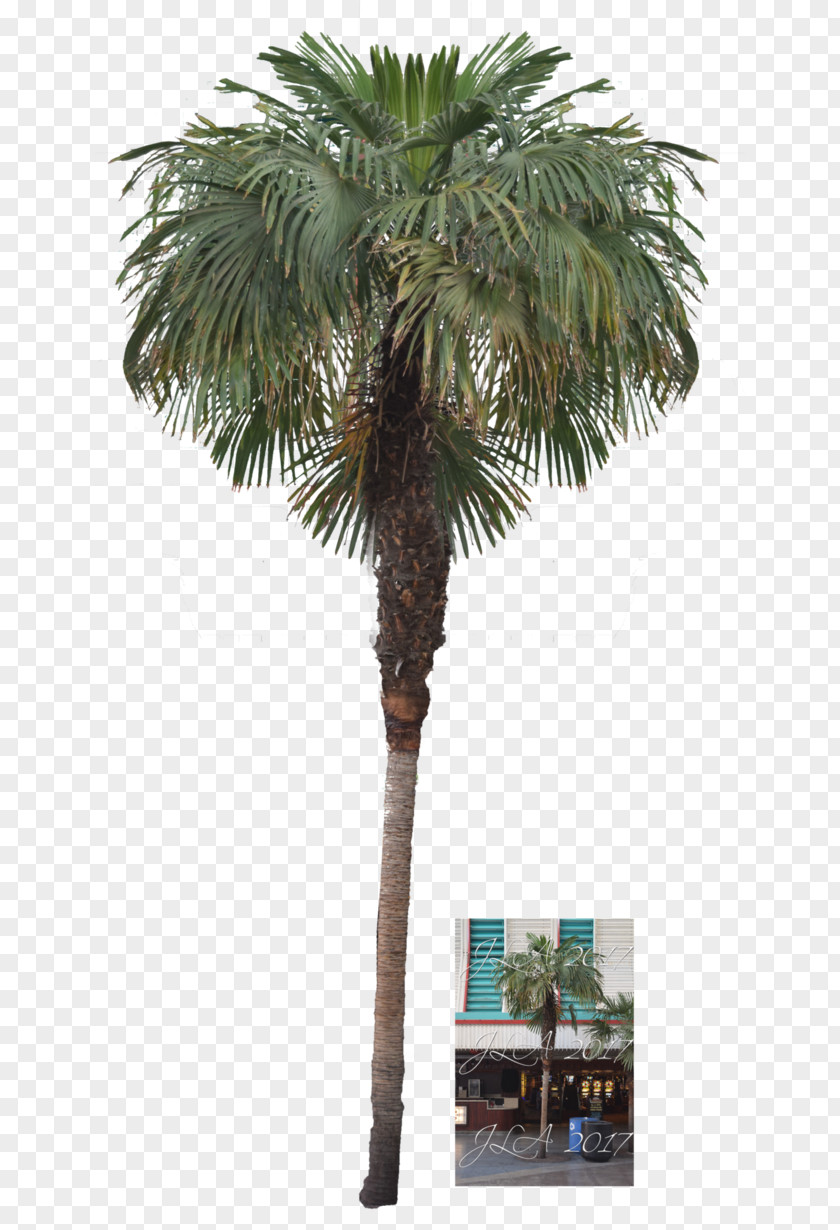 Date Palm Asian Palmyra Attalea Speciosa Arecaceae PNG