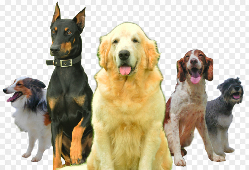 Dog Breed Sporting Group Companion Snout PNG