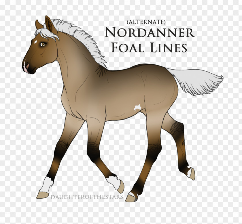 Mustang Foal Pony Stallion Mare PNG