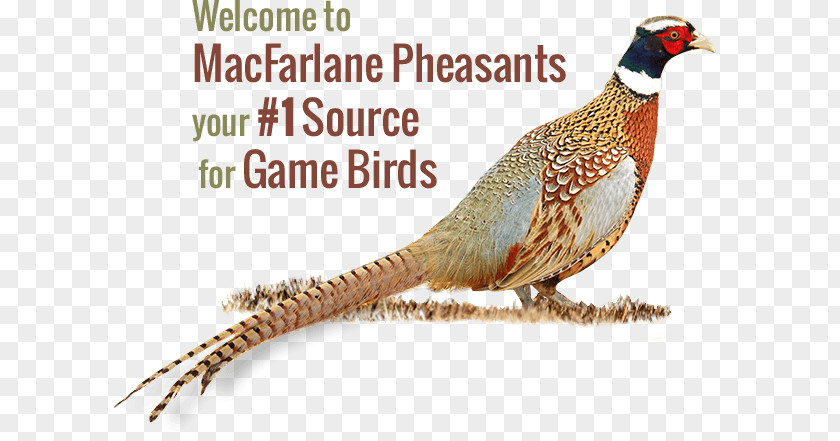 Bird MacFarlane Pheasants Inc. Upland Game PNG
