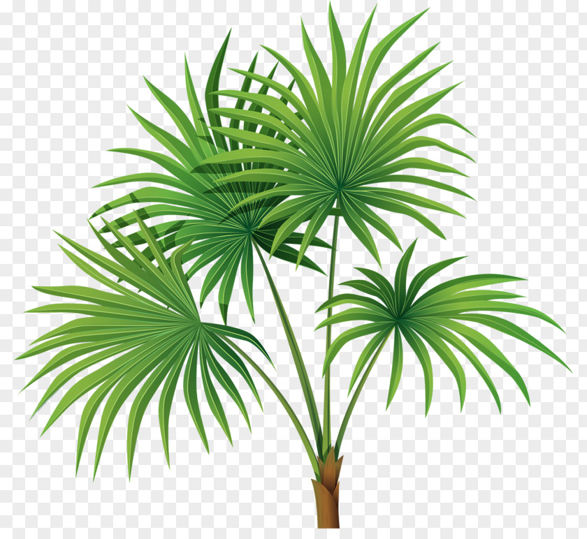 Hand-painted Palm Leaves Arecaceae Tree Sabal Leaf Clip Art PNG