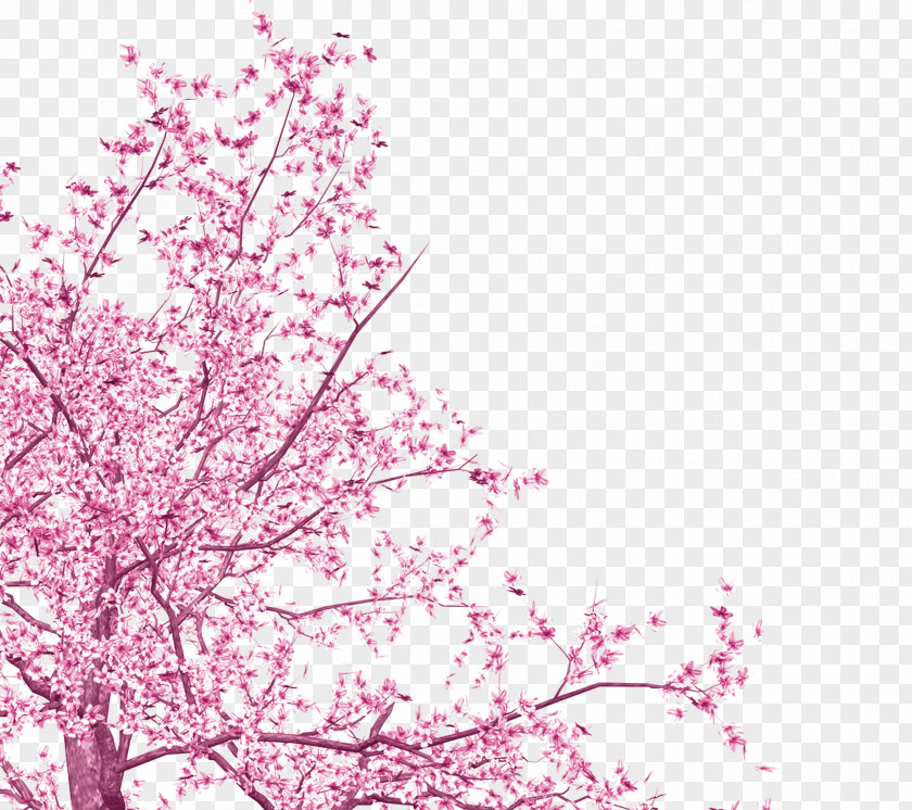 Pretty Cherry Blossoms National Blossom Festival Pink PNG