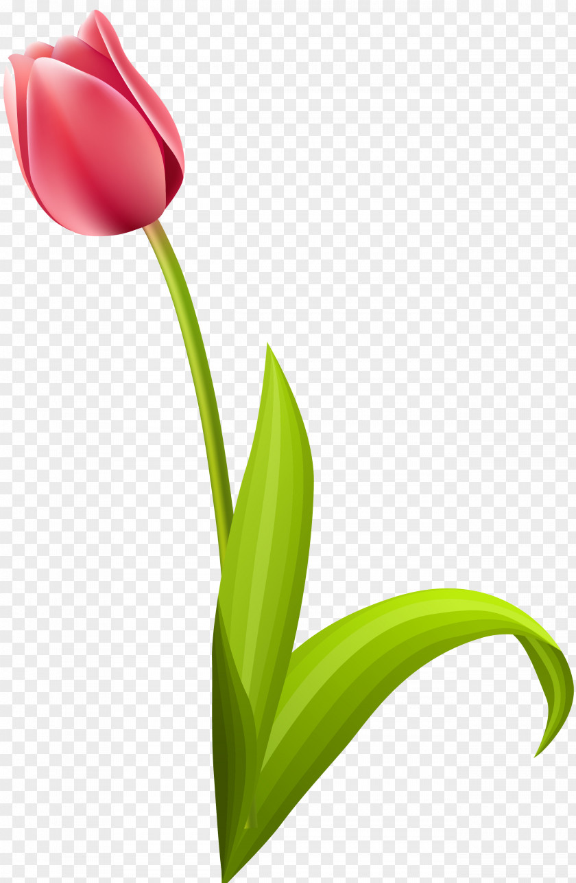 Tulip Cut Flowers Flowering Plant PNG