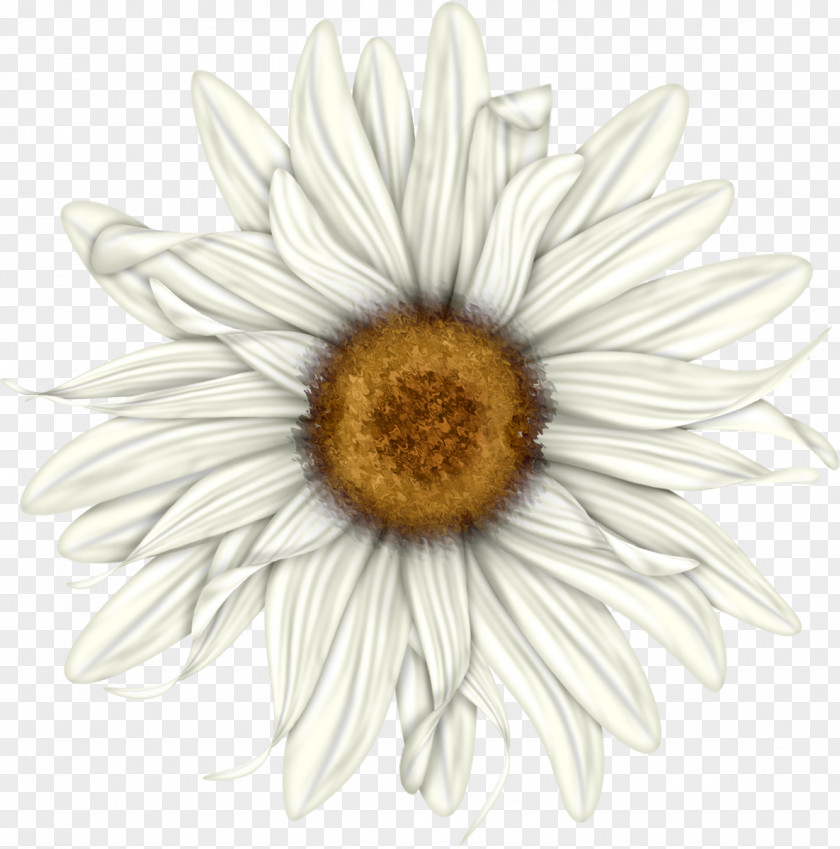 Camomile Flower Clip Art PNG