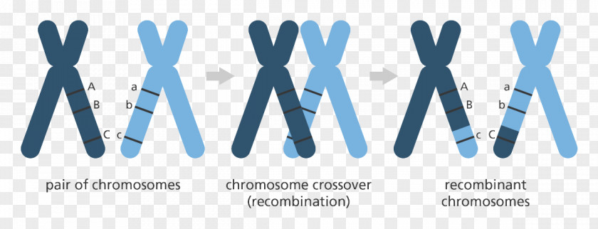 Genetics Mutation Genome Chromosomal Crossover Chromosome PNG