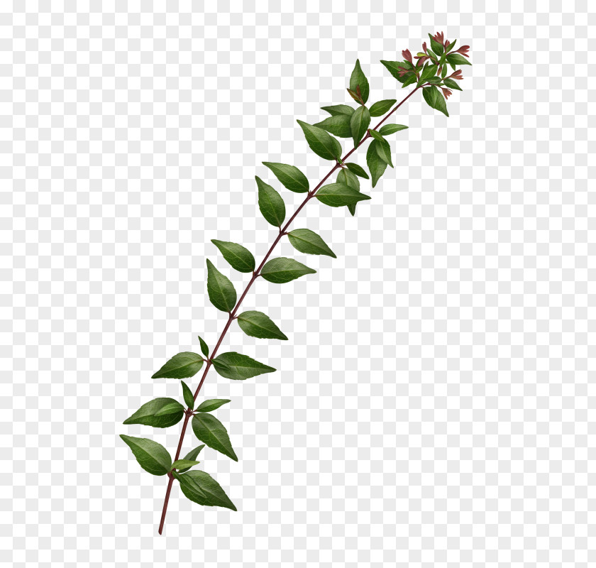 Long Green Leaves Twig Leaf PNG