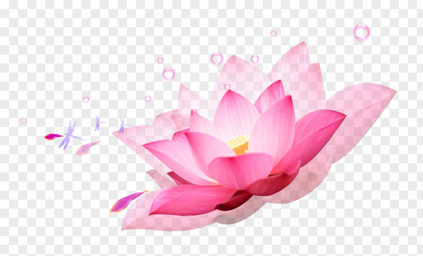 Lotus Decorative Elements Clip Art PNG