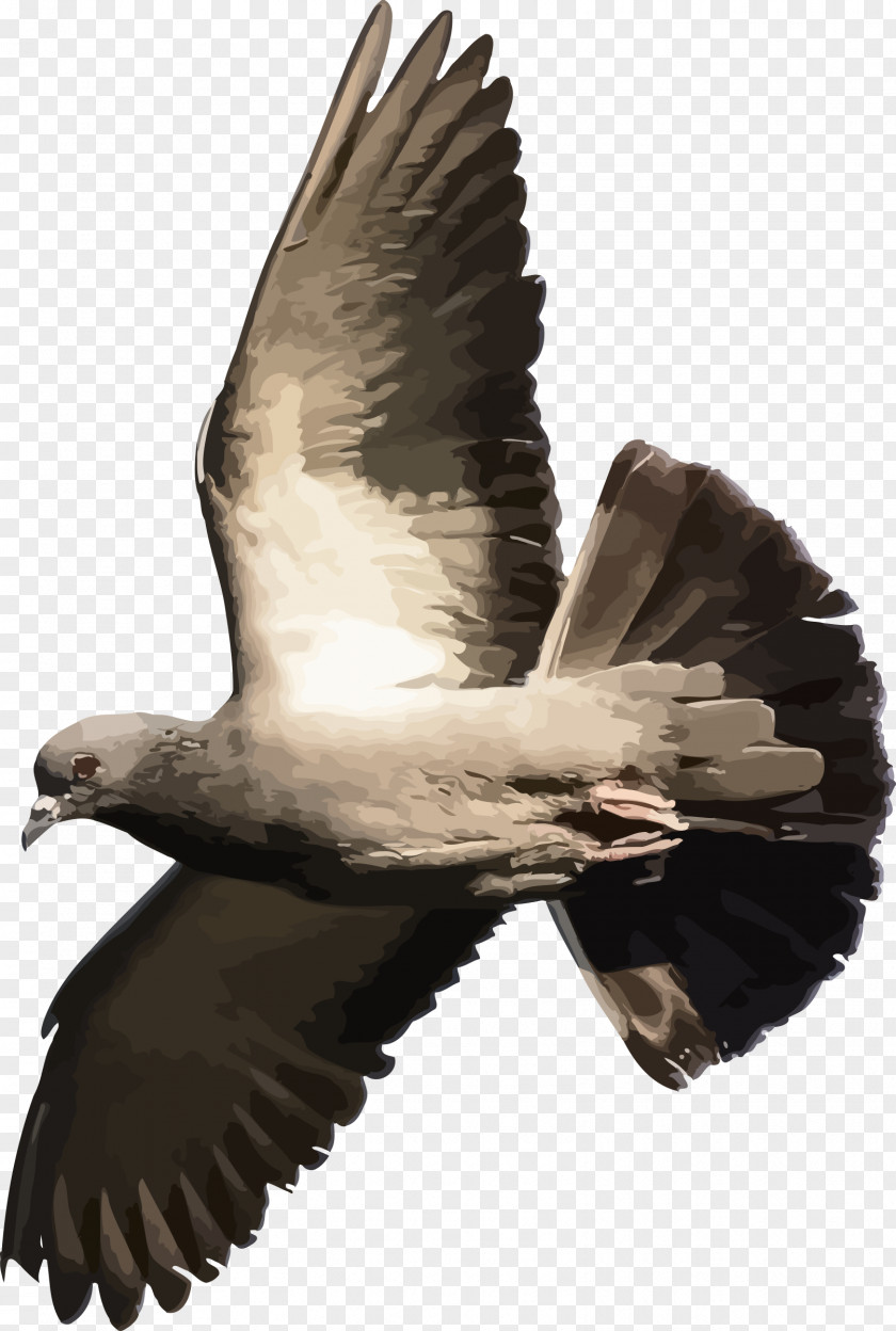 Pigeon Domestic Columbidae Flight Bird T-shirt PNG
