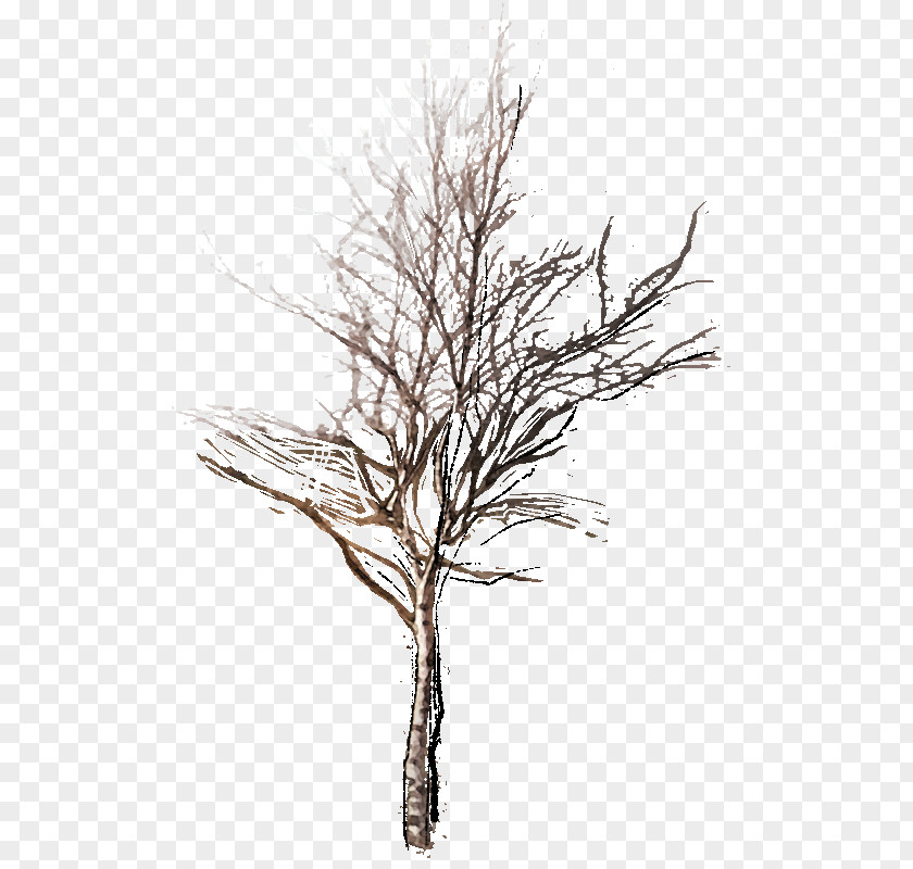 Pine Family Leaf Oak Tree Drawing PNG