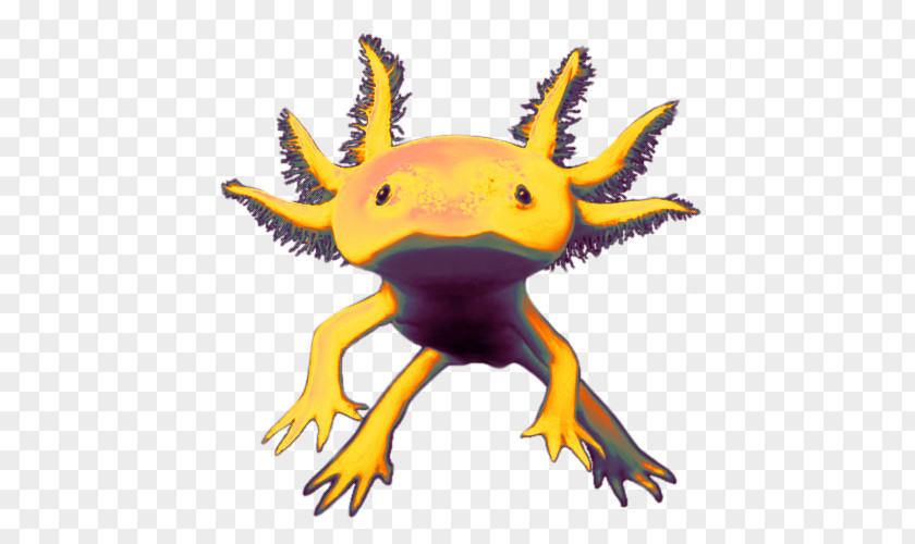 Salamander Axolotl Clip Art Newt Image PNG