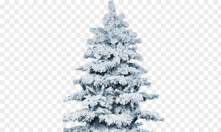Snow Christmas Tree Winter Pine PNG