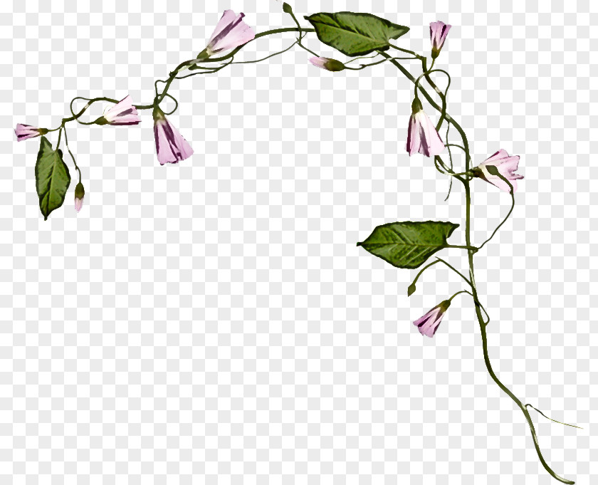 Bellflower Family Flower Plant Branch Stem Twig PNG