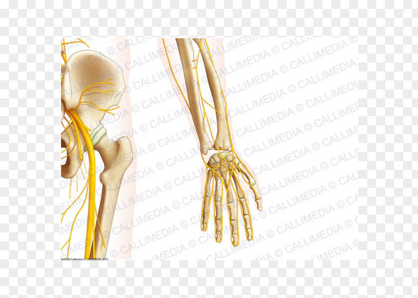 Finger Organism Nerve PNG