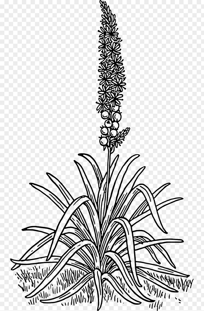 Flower Asphodel Meadows Branched Drawing Clip Art PNG