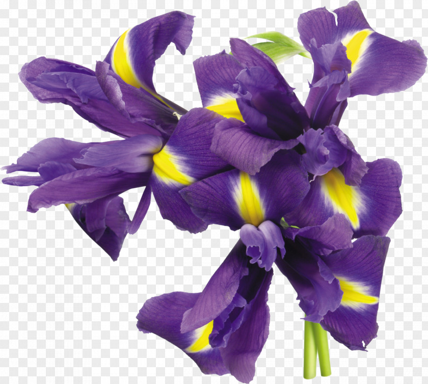 Iris Irises Flower Plant PNG