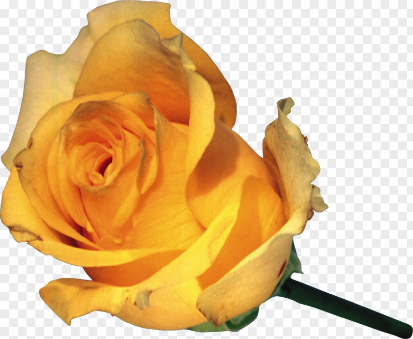 A Single Yellow Rose Garden Roses Flower Clip Art PNG