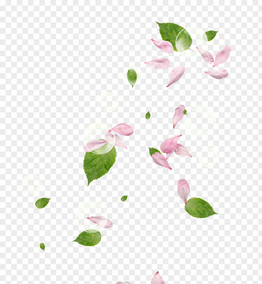 Peach Petals,Pink Petal Flower Pink PNG