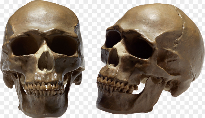 Skull Human Body PNG