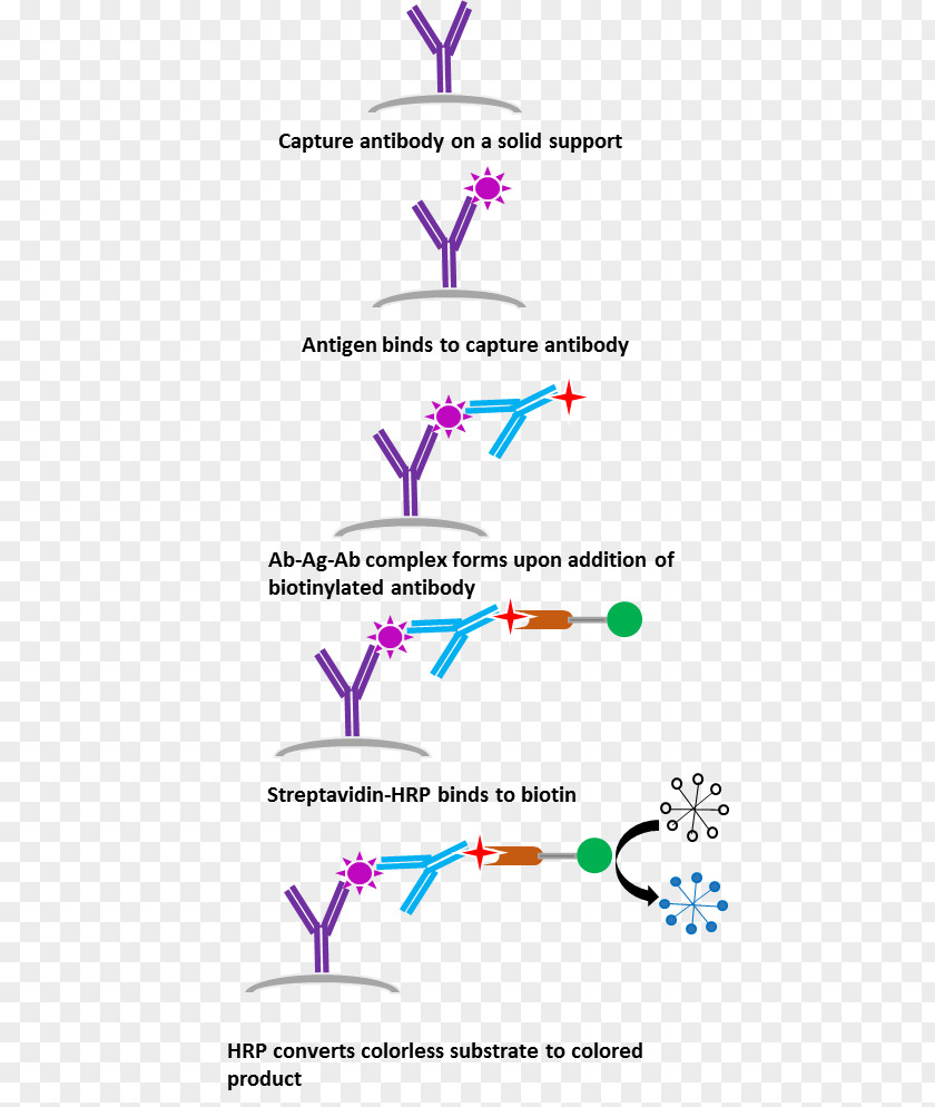 Cancer Cell Culture Kit ELISA Streptavidin NS1 Antigen Test Antibody PNG