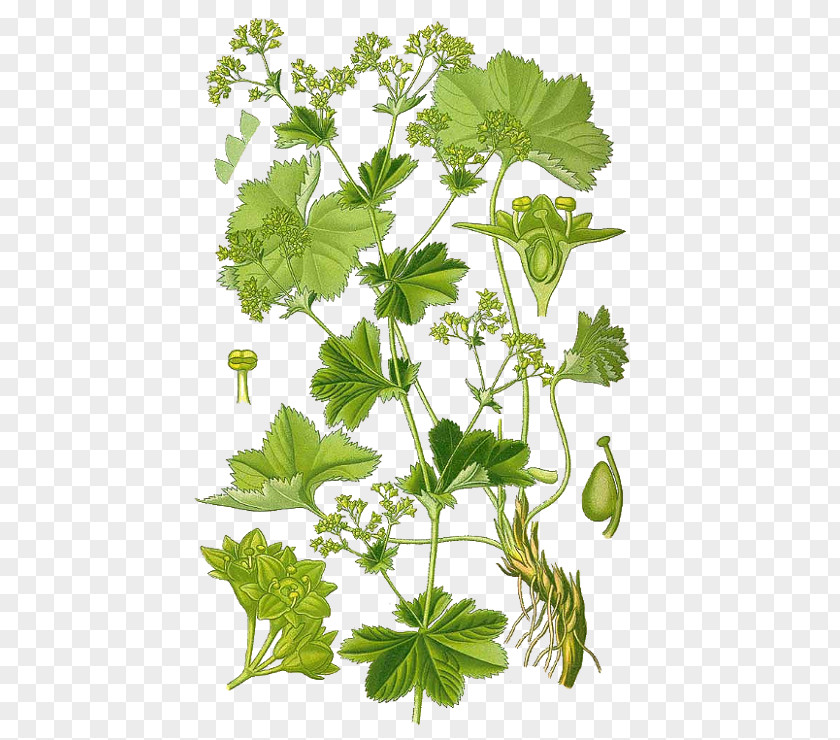 Cooking Sketch Alchemilla Vulgaris Garden Lady's-mantle Hairy Lady's Mantle Medicinal Plants Rose Family PNG