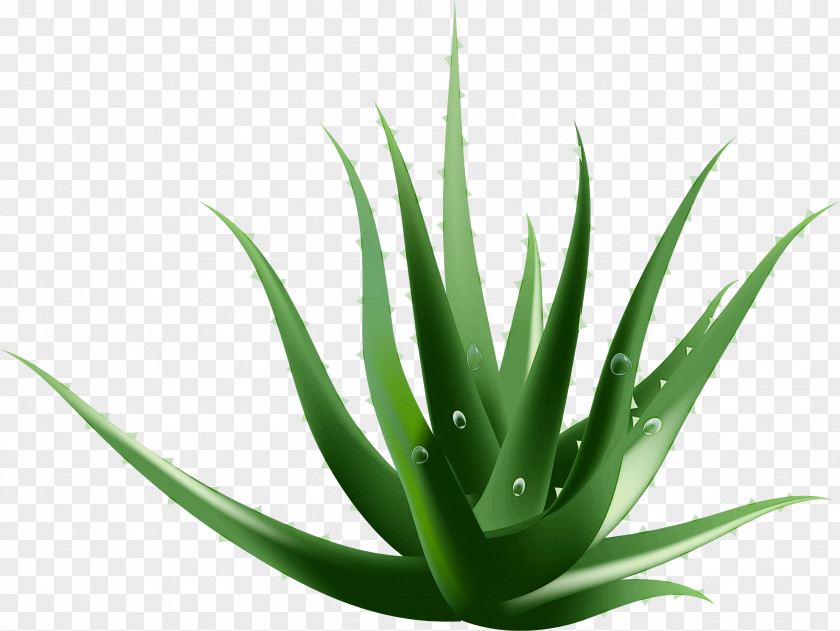 Plant Aloe Agave Azul Terrestrial PNG
