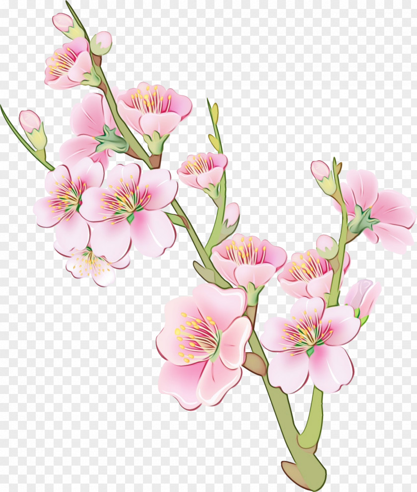 Plant Stem Sweet Pea Flower Flowering Cut Flowers Pink PNG