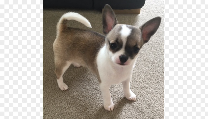 Puppy Corgi-Chihuahua Dog Breed Companion PNG