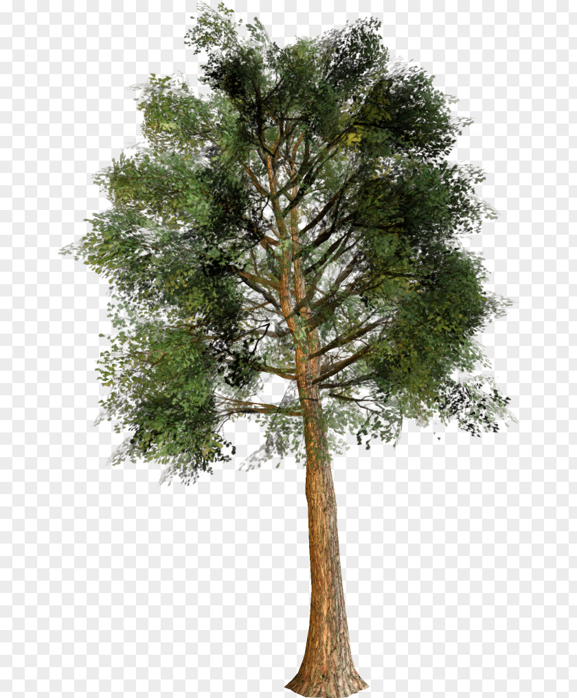 Tree Trunk Fir Pine Cedar PNG