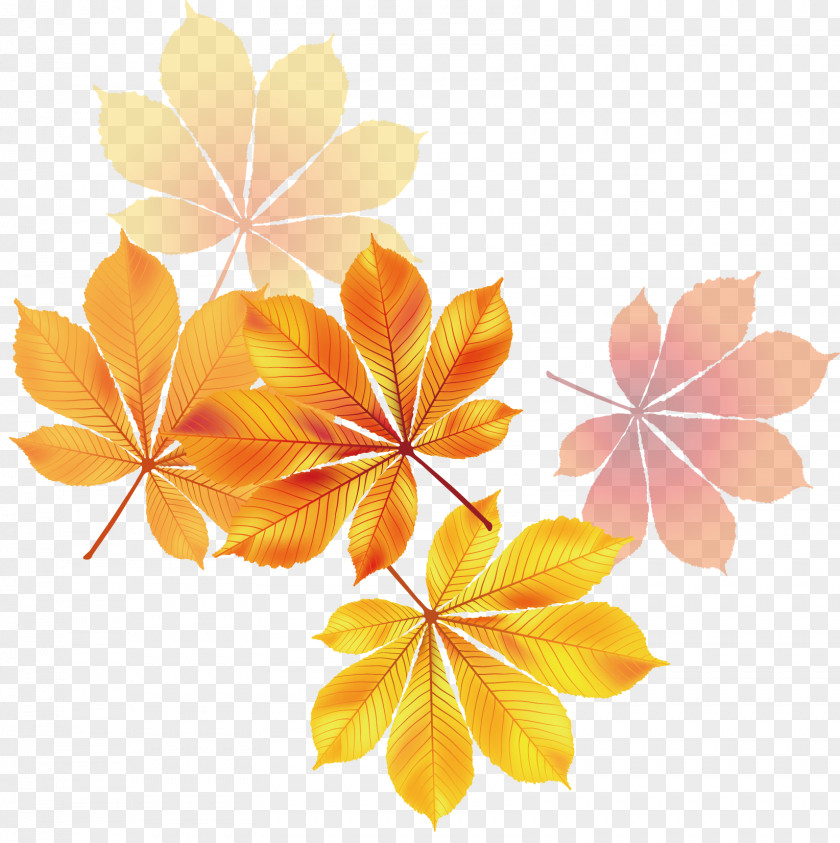Yellow Maple Leaf Material Euclidean Vector PNG