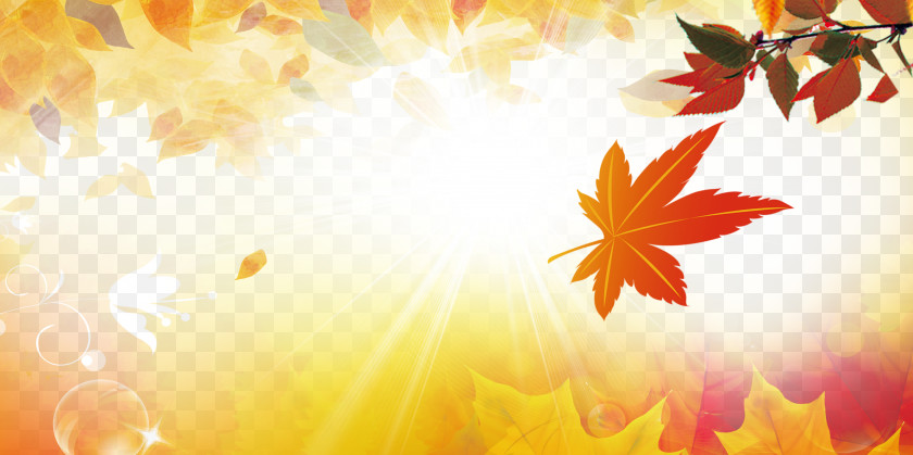 Autumn Maple Leaf Yellow PNG
