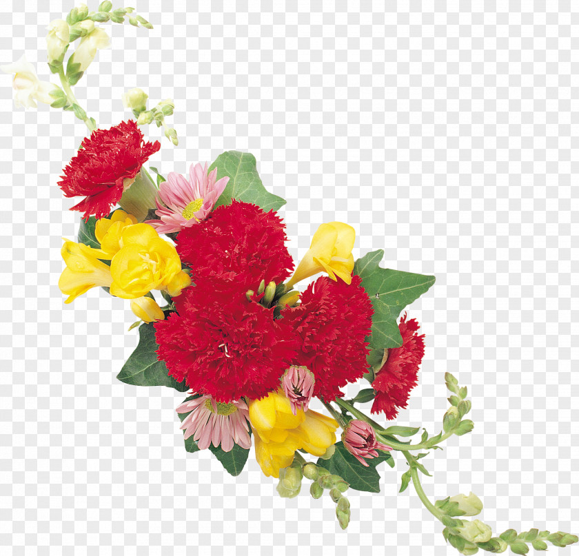 CARNATION Cut Flowers Dianthus Chinensis Carnation Clip Art PNG