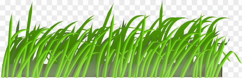 Chives Herb Green Grass Background PNG