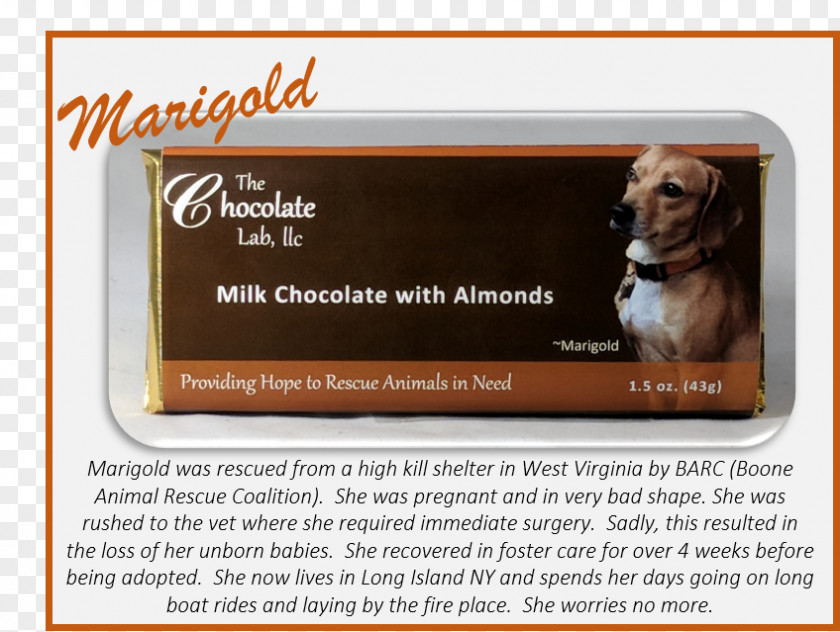 Chocolate Almond Puppy Dog Breed Advertising Product PNG