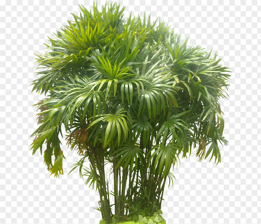 Flower Tropical Rhapis Excelsa Arecaceae Tree Areca Palm PNG