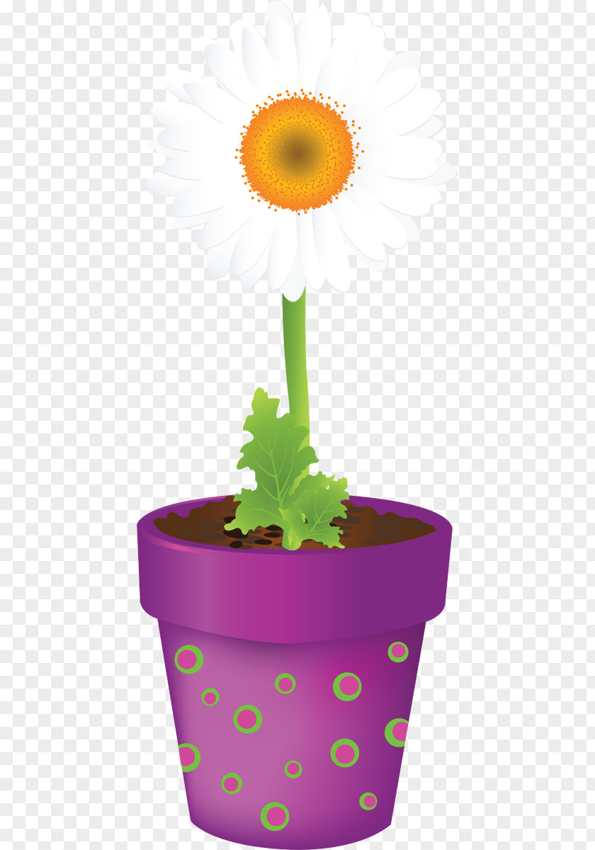 Flowering Plant Daisy Family Yellow PNG